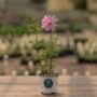 Cosmos – Sensation Mix – 4″ Pot